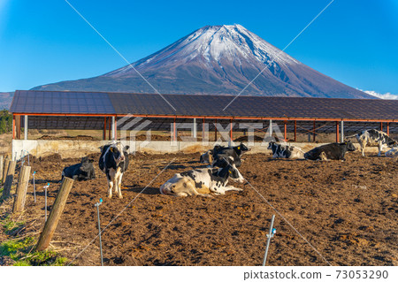 Asagiri Kogen Dairy Cow Asagiri Kogen Dairy Cow 73053290