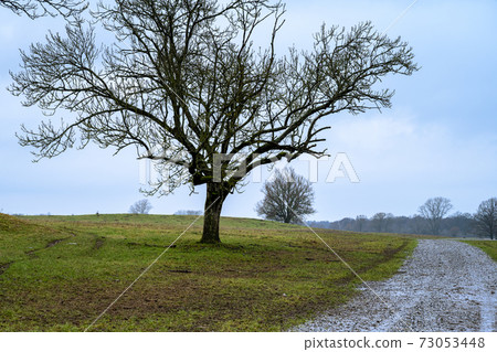 A tree and a road at a moor. Picture from Revingehed, Scania, Sweden A tree and a road at a moor. Picture from Revingehed, Scania, Sweden 73053448
