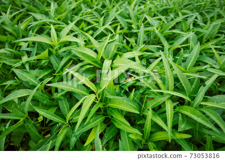Green water spinach plants in growth at vegetable garden, vegetable in southeast asia and China Green water spinach plants in growth at vegetable garden, vegetable in southeast asia and China 73053816