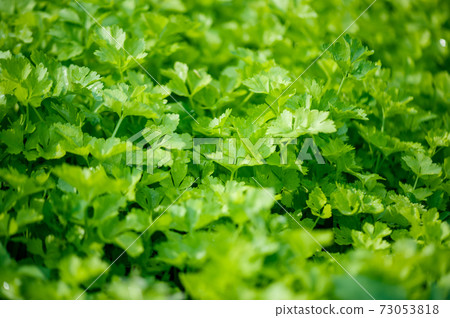 Green celery in growth at vegetable garden 73053818