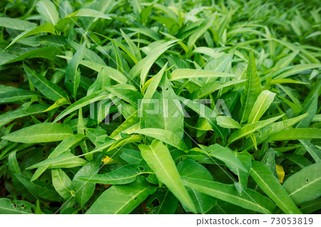Green water spinach plants in growth at vegetable garden, vegetable in southeast asia and China Green water spinach plants in growth at vegetable garden, vegetable in southeast asia and China 73053819
