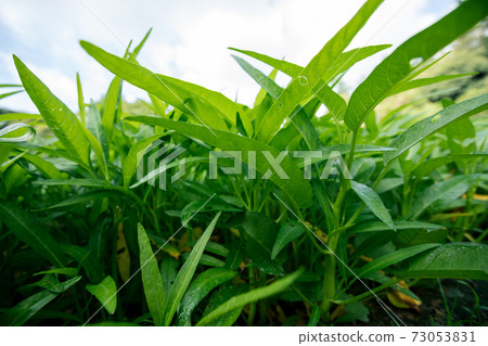 Green water spinach plants in growth at vegetable garden, vegetable in southeast asia and China Green water spinach plants in growth at vegetable garden, vegetable in southeast asia and China 73053831