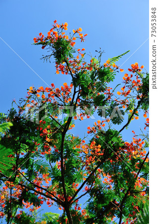 Beautiful red royal poinciana or flamboyant flower (Delonix regia) in summer Beautiful red royal poinciana or flamboyant flower (Delonix regia) in summer 73053848