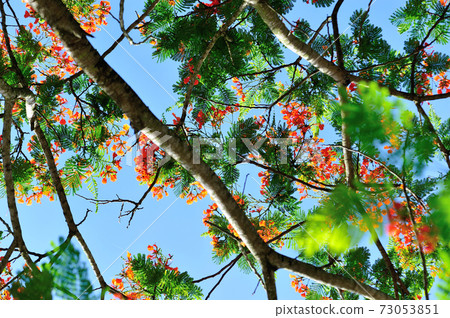 Beautiful red royal poinciana or flamboyant flower (Delonix regia) in summer Beautiful red royal poinciana or flamboyant flower (Delonix regia) in summer 73053851