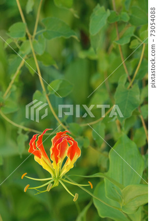 Gloriosa Gloriosa 73054088