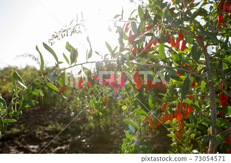 Goji berry fruits and plants in sunshine garden Goji berry fruits and plants in sunshine garden 73054571