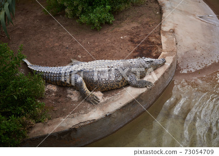 big crocodile in an artificial environment 73054709