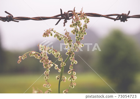 Close up of a barbed wire with a soft background Close up of a barbed wire with a soft background 73054723