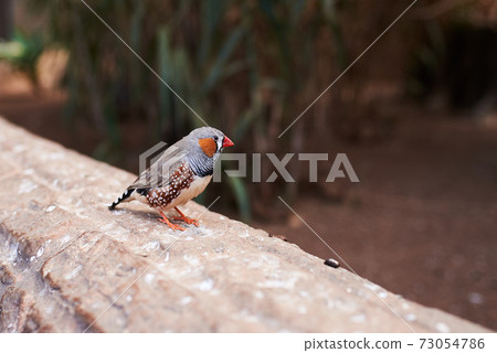 Small bird (zebra finch) from one side on a natural environment 73054786