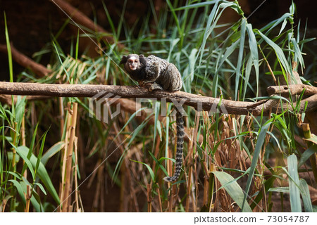 common marmoset (Callithrix jacchus) on a branch common marmoset (Callithrix jacchus) on a branch 73054787