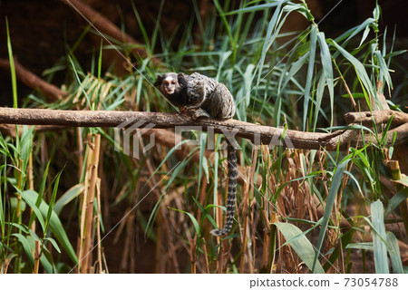 common marmoset (Callithrix jacchus) on a branch 73054788
