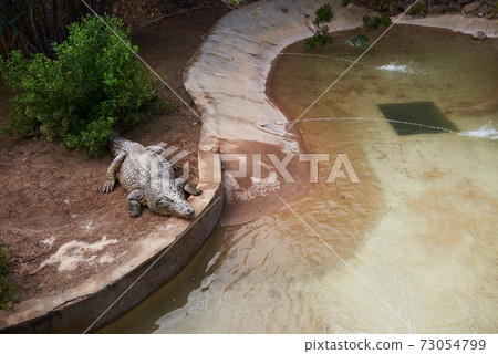 big crocodile in an artificial habitat big crocodile in an artificial habitat 73054799