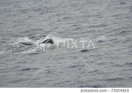The tail of the humpback whale (Kerama Islands inland / Okinawa Prefecture) 73054929