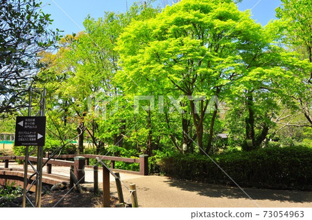 神奈川縣藤澤市長久保公園的步行道和新鮮綠色 神奈川縣藤澤市長久保公園的步行道和新鮮綠色 73054963