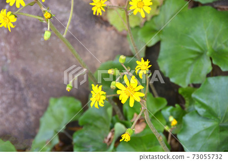 Yellow flowers of Zwabuki 73055732
