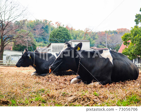 Cow during a rumbling break 73056706