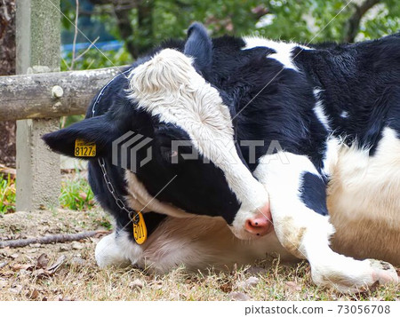 Cow licking legs 73056708