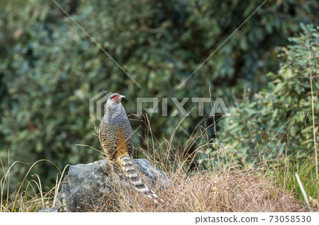 cheer pheasant or Catreus wallichii or Wallich's pheasant portrait during winter migration perched on big rock in natural green background in foothills of himalaya forest uttarakhand india 73058530