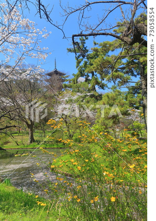 [Kanagawa Prefecture] Triple tower and full bloom cherry blossoms of Sanjoen 73058554
