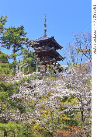 [Kanagawa Prefecture] Triple tower and full bloom cherry blossoms of Sanjoen 73058561