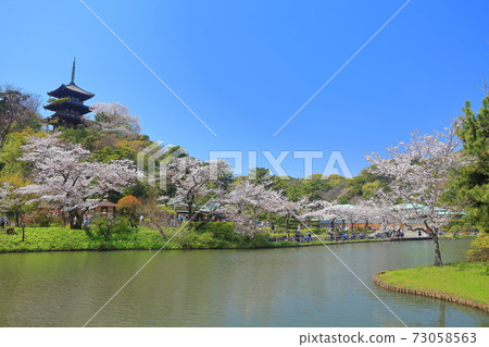 [神奈川縣] Sanjoen的三塔和盛開的櫻花 73058563