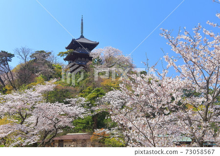 [Kanagawa Prefecture] Triple tower and full bloom cherry blossoms of Sanjoen 73058567