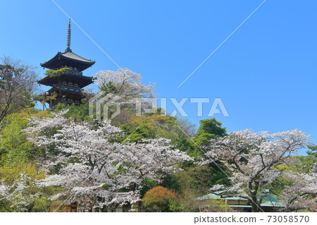 [Kanagawa Prefecture] Triple tower and full bloom cherry blossoms of Sanjoen 73058570
