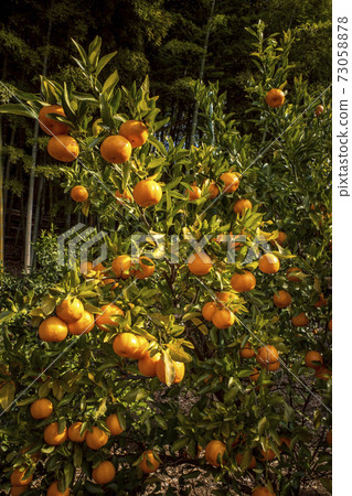 Fruited orange field 73058878