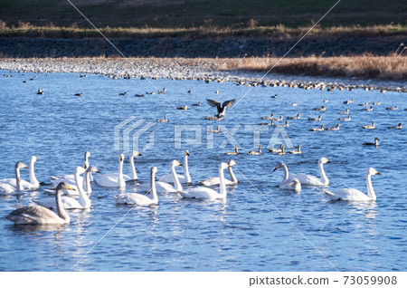 The swans of swans The swans of swans 73059908