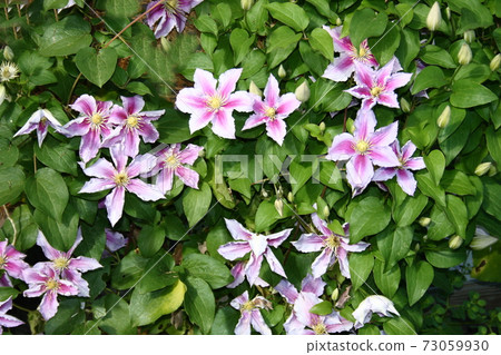 clematis flower  (Clematis) 73059930