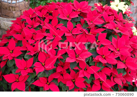 濱松花卉公園溫室一品紅聖誕節花 73060890