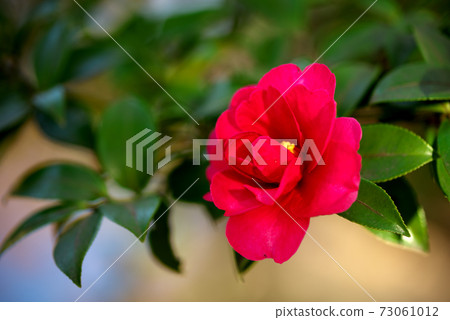 鮮紅色的山茶花 73061012