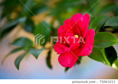 鮮紅色的山茶花 73061013