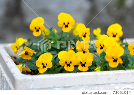 黃色中提琴 黃色中提琴 73061014