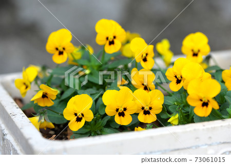 黃色中提琴 73061015