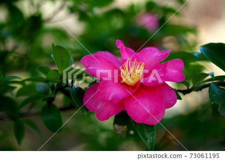 Bright red sasanqua Bright red sasanqua 73061195