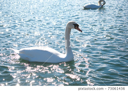 山中湖的天鵝 73061436