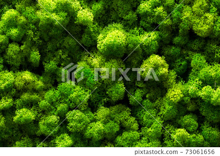 Green moss on old office floor. interior design. top view close up 73061656