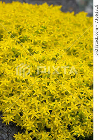 Wallpepper flower (Sedum acre) 73061819