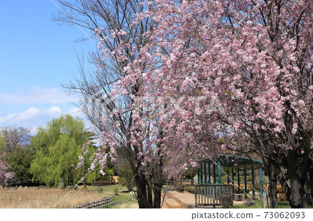 Hashienuma Environmental Fureai Park Sakura Hashienuma Environmental Fureai Park Sakura Hashienuma Environmental Fureai Park Sakura Hashienuma Environmental Fureai Park Sakura 73062093