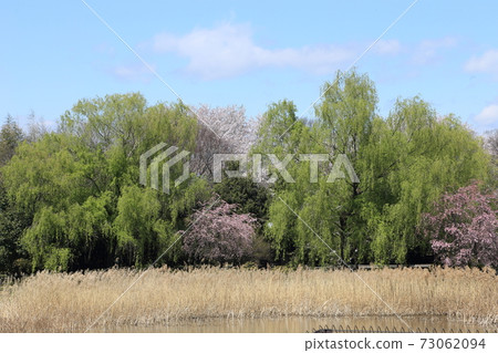 橋沼沼環境古井公園櫻花 橋沼沼環境古井公園櫻花 73062094