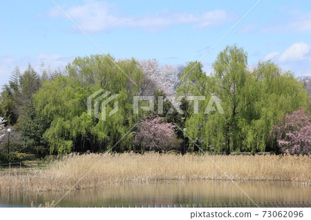 橋沼沼環境古井公園櫻花 橋沼沼環境古井公園櫻花 73062096