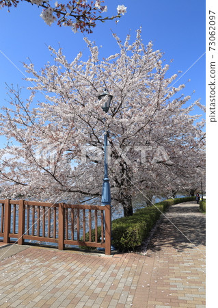 橋沼沼環境古井公園櫻花 橋沼沼環境古井公園櫻花 73062097