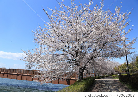 橋沼沼環境古井公園櫻花 橋沼沼環境古井公園櫻花 73062098