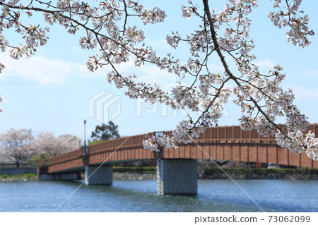 橋沼沼環境古井公園櫻花 73062099