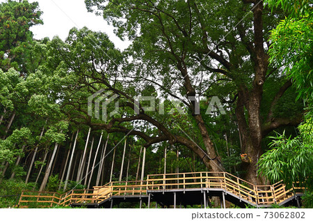 Large Kusu in Uetani, Ogose Town, Saitama Prefecture 73062802