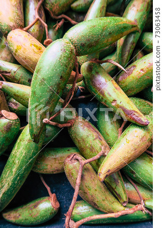 Fresh Dittoceras Maculatum Kerr Fruits 73063458