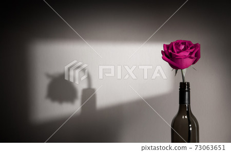 Lonely and Sadness Feeling. Mental Health in Relationship Concept. Pink Rose Flower Shading Shadow on the Wall. Symbol of Love and Valentines Day Lonely and Sadness Feeling. Mental Health in Relationship Concept. Pink Rose Flower Shading Shadow on the Wall. Symbol of Love and Valentines Day 73063651