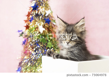 Boxed kitten and Christmas tree 73064978