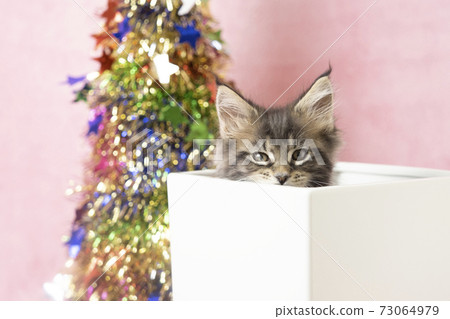 kitten christmas tree